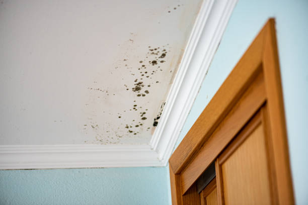 Best Black Mold Removal  in Fort Atkinson, WI