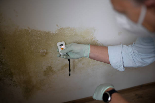 Best Emergency Mold Removal  in Fort Atkinson, WI