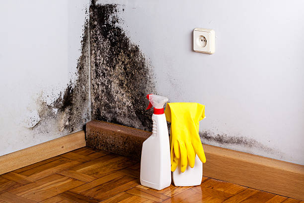 Best Certified Mold Removal  in Fort Atkinson, WI