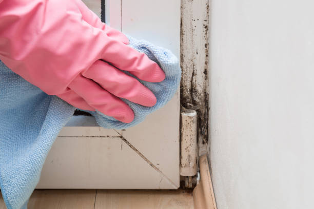 Best Home Mold Removal  in Fort Atkinson, WI