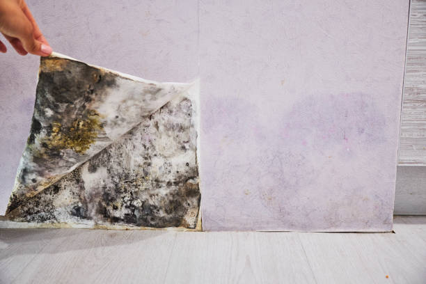 Best Emergency Mold Removal  in Fort Atkinson, WI